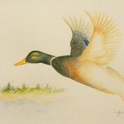 Doug's painting of a duck